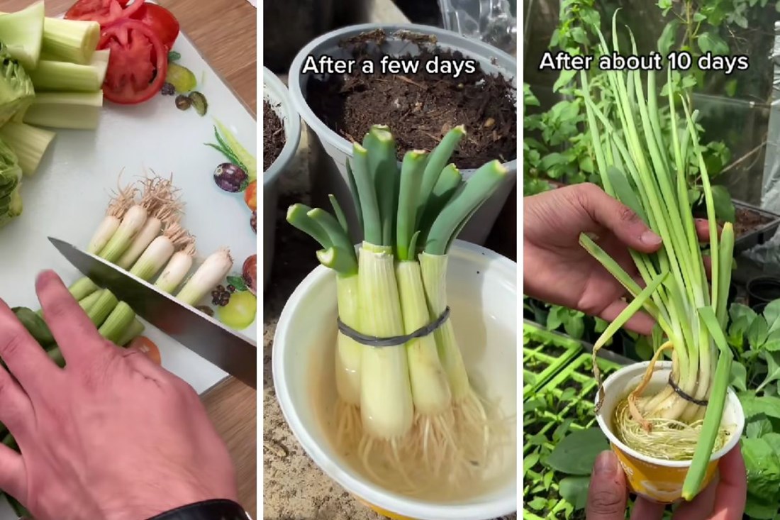 TikTok hit: Kako da mladi luk naraste u čaši za samo nekoliko dana?