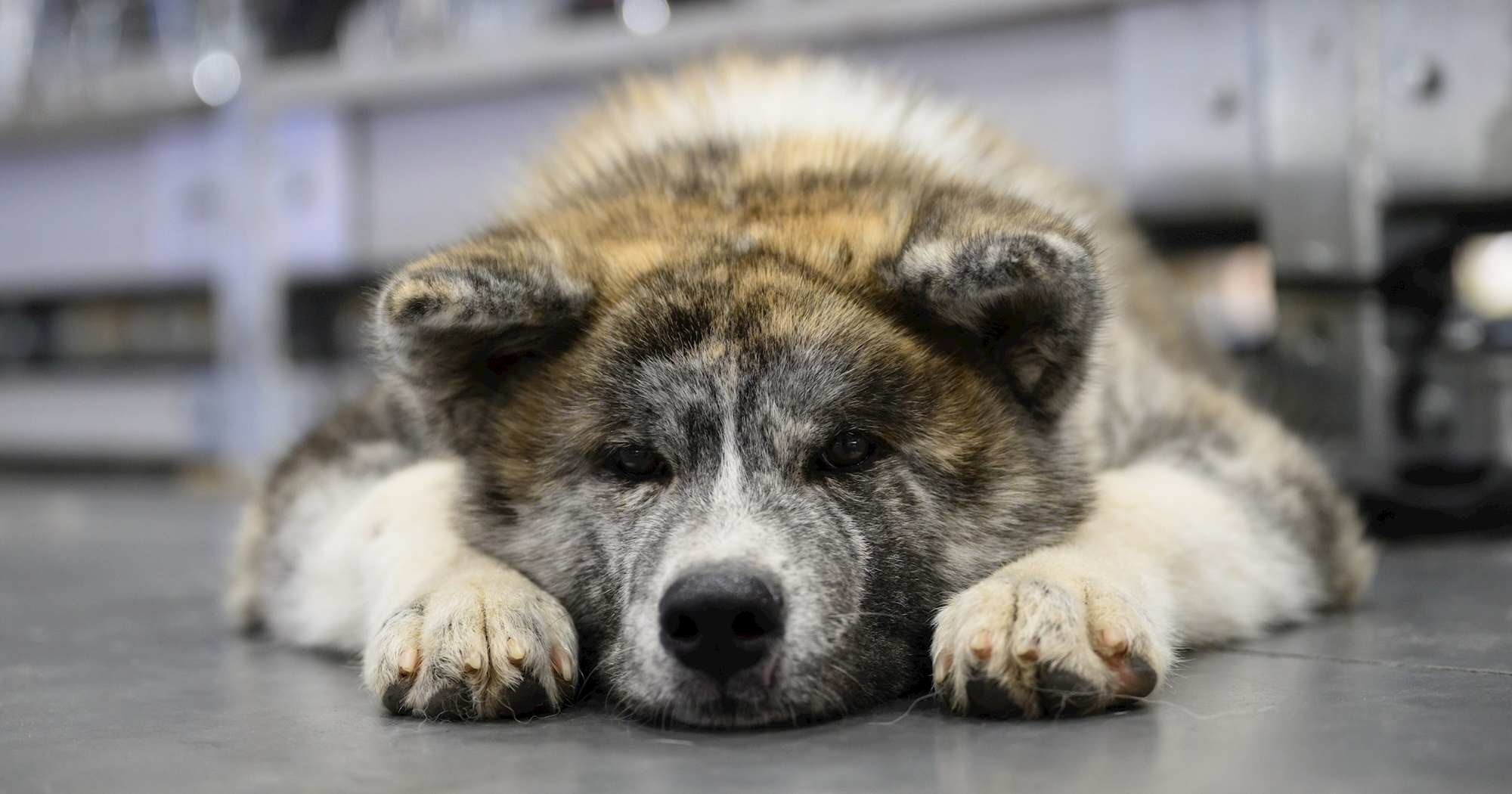 Birate ime za svog psa? Evo pet popularnih odabira vlasnika u Hrvatskoj