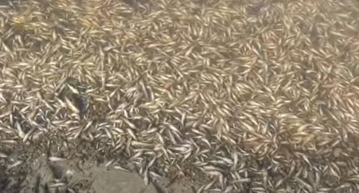 VIDEO Na obalu lagune u Španjolskoj more izbacilo na tone mrtvih riba