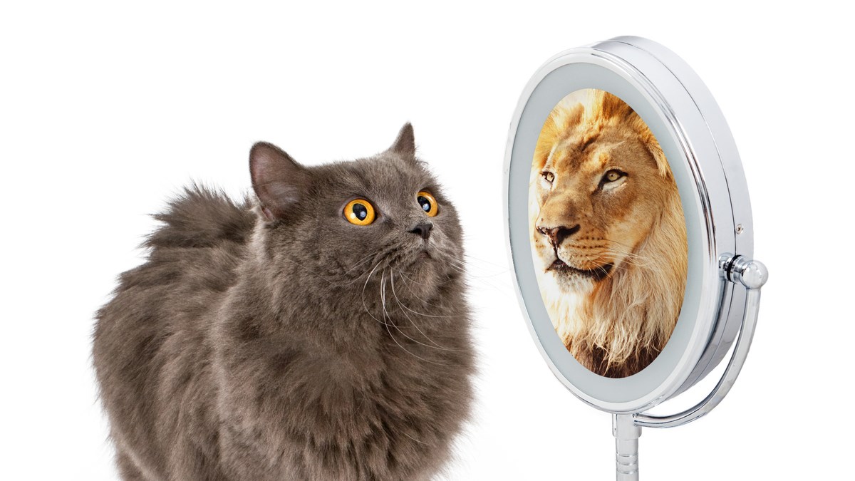 Pet životnih mudrosti koje možete naučiti od mačaka