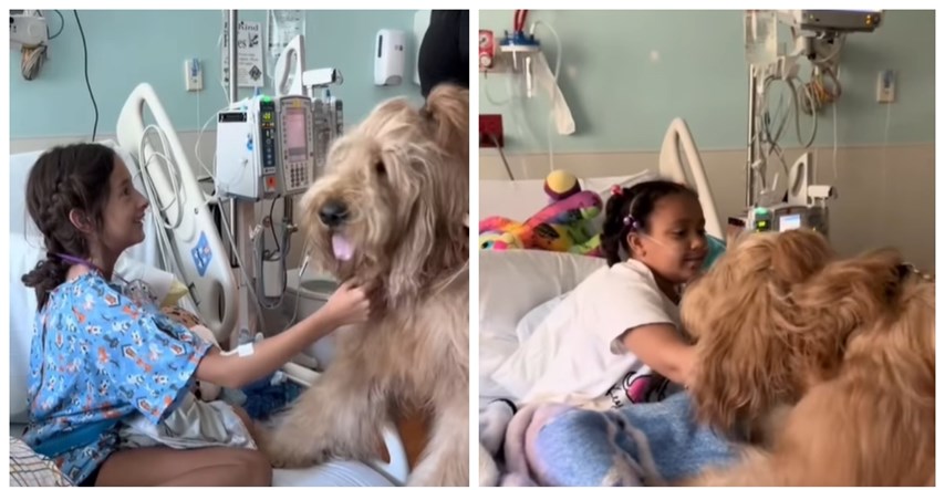 Brodie je pas koji razveseljava klince u bolnicama, ljudi pišu: "On širi ljubav"