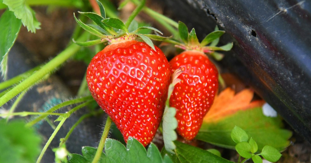 Većina jagoda u Europi sadrži pesticide, pokazalo istraživanje