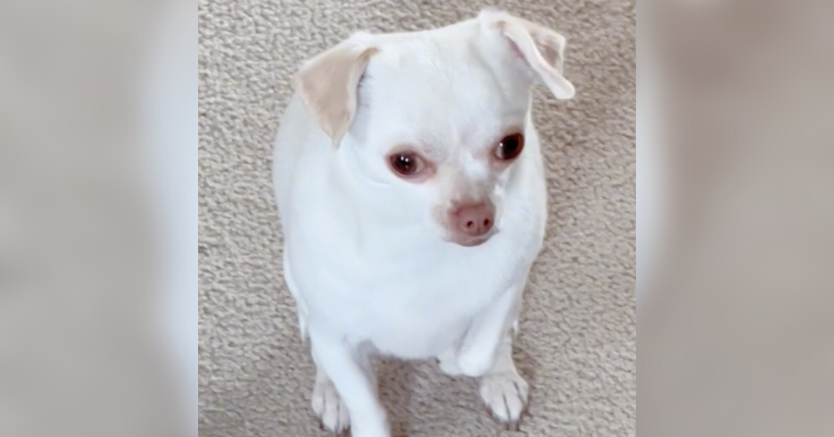 Čivava odglumila da je slomila nogu da bi dobila omiljenu poslasticu