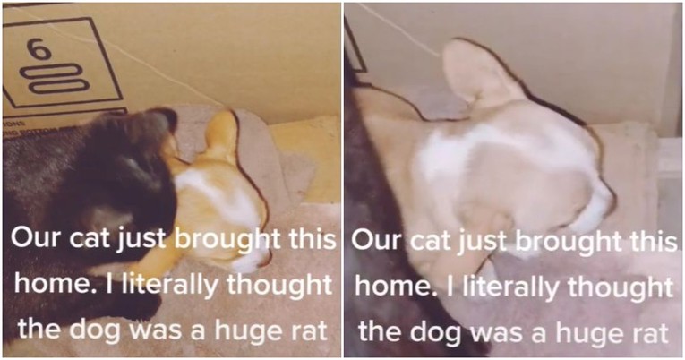 VIDEO Mačka u ustima doma donijela štenca, vlasnica ostala u nevjerici