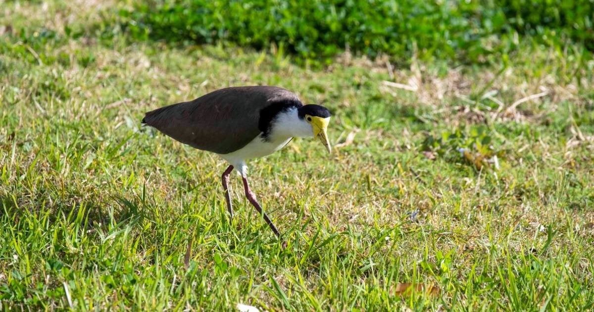 Ptica snijela jaje na centru igrališta, australski teren zatvoreno na mjesec dana
