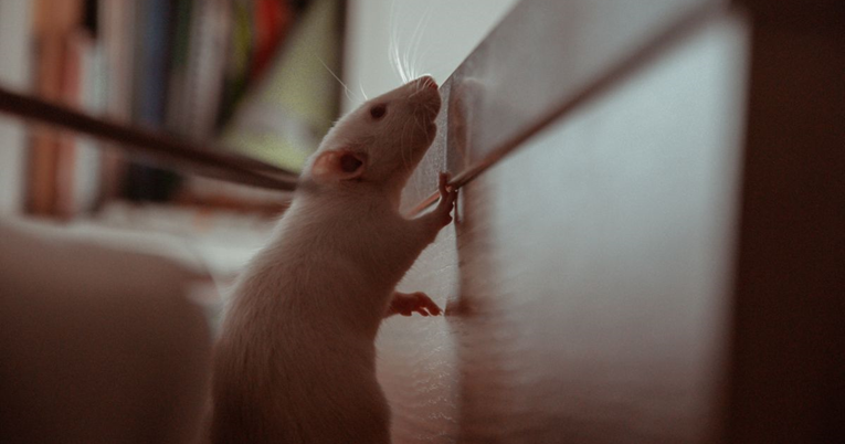Jeste li znali da su štakori iznimno osjećajni? Snažno se vežu za vlasnika