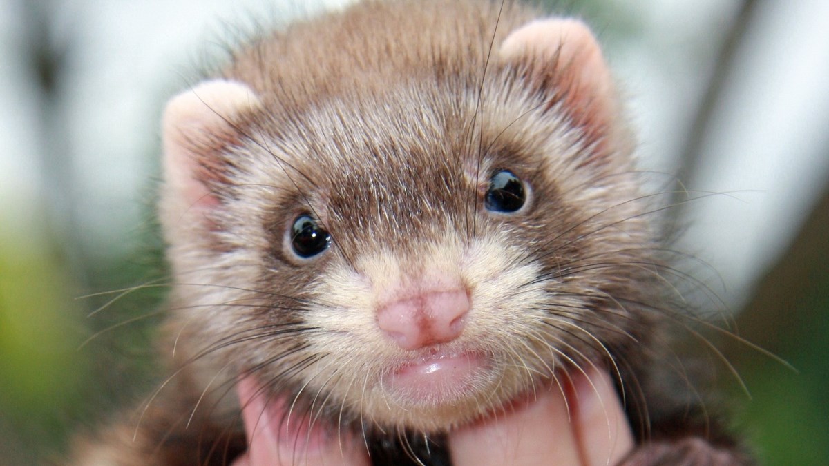 Ove simpatične životinje privlače sve dobne skupine ljudi, doznajte zašto