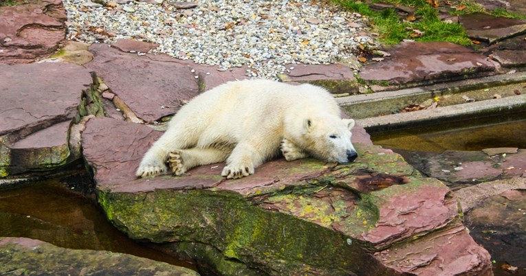 Polarni medvjed spašen u Rusiji nakon što mu je jezik zapeo u limenci mlijeka