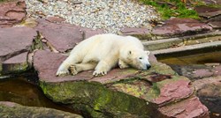 Polarni medvjed spašen u Rusiji nakon što mu je jezik zapeo u limenci mlijeka
