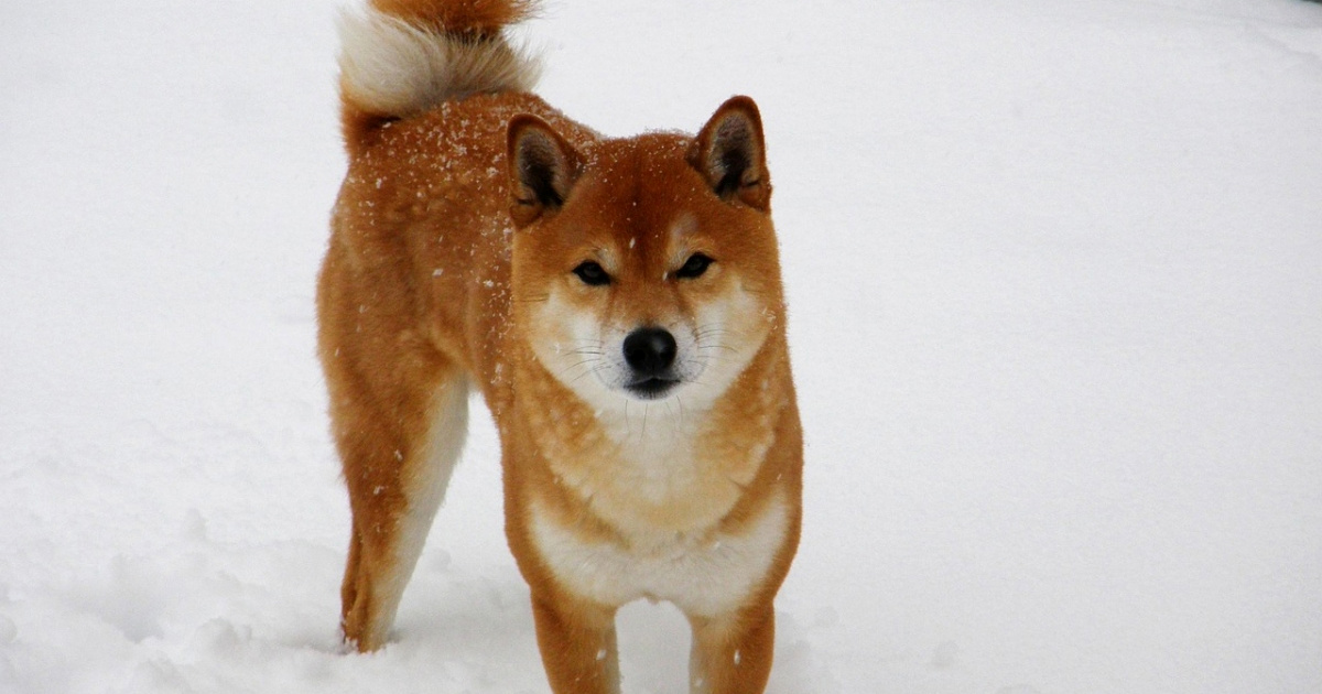 Shiba Inu: Otkriveno rodno mjesto popularne japanske pasmine pasa