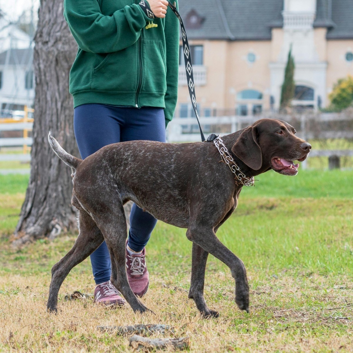 Ako želite da vas pas više i bolje sluša u šetnji, primijenite tri savjeta