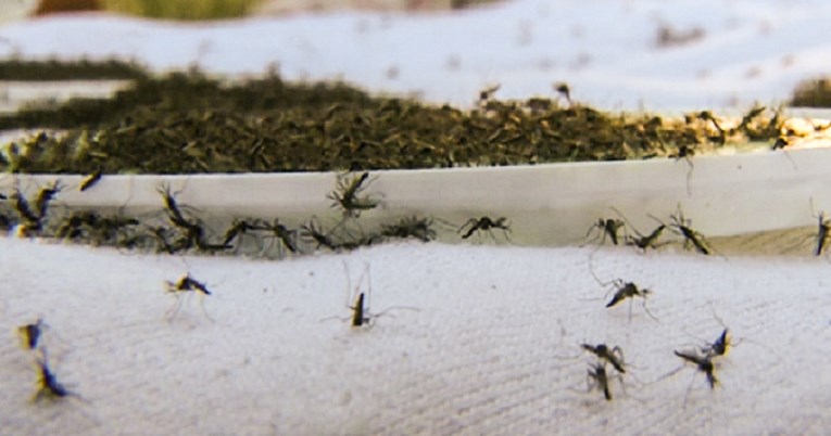U Istri pušteno 50.000 uvezenih komaraca. Evo zašto