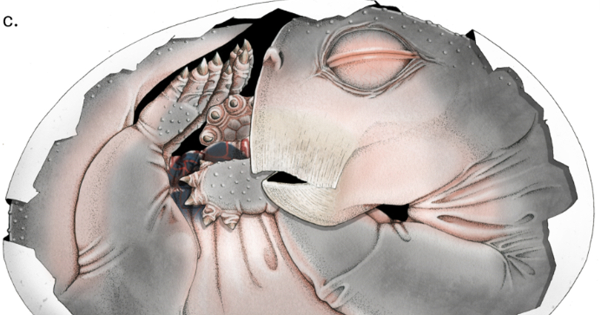 Znanstvenici potvrdili: Preci sisavaca su polagali jaja