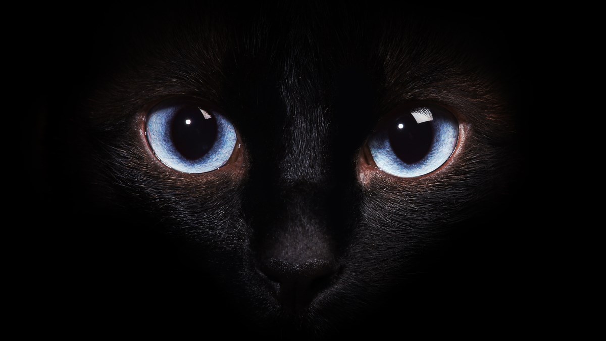 Saznajte zašto se mačke odlično snalaze i dobro vide u mraku