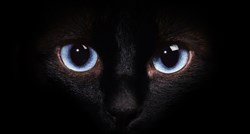 Saznajte zašto se mačke odlično snalaze i dobro vide u mraku