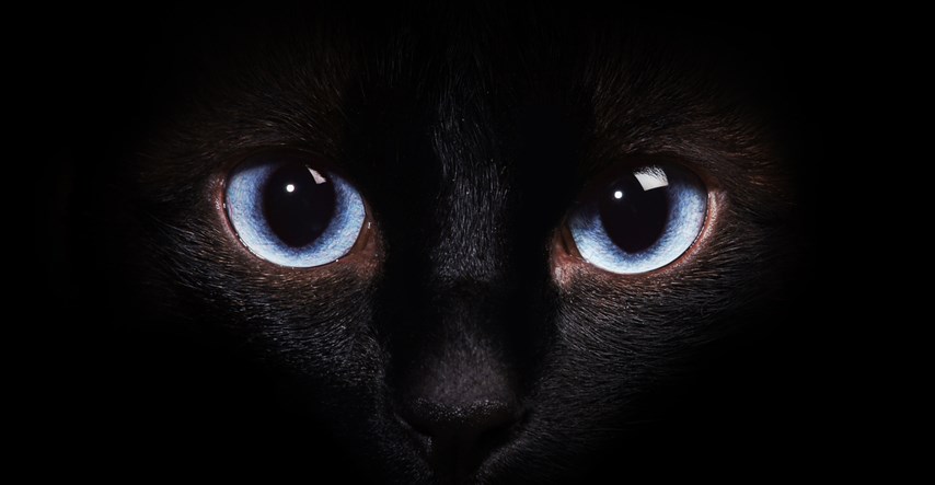 Saznajte zašto se mačke odlično snalaze i dobro vide u mraku