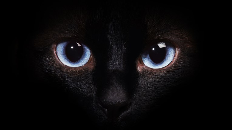 Znate li zašto mačke po mraku vide bolje od ljudi?