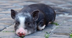 Patuljaste svinje sve su češće kućni ljubimci, a čini se da su neovisnije od pasa