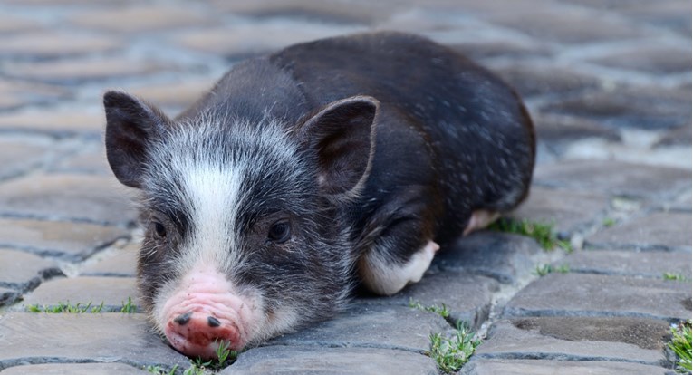 Patuljaste svinje sve su češće kućni ljubimci, a čini se da su neovisnije od pasa