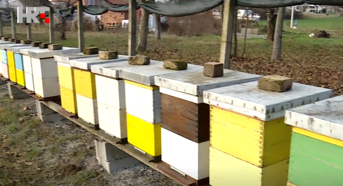 Tople zime pčelarima stvaraju probleme, pčele prerano izlaze van