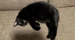 Fotografija koja je zbunila internet: Leži li ova mačka ili lebdi?