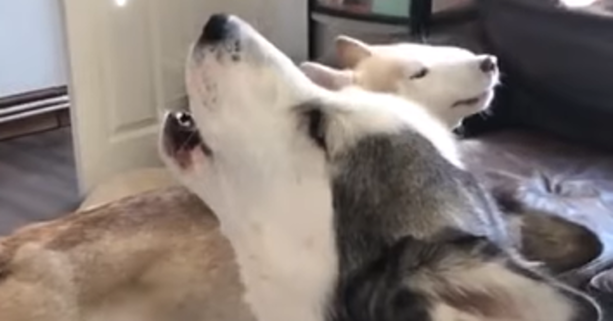 Haskiji se naljutili na vlasnicu jer nije imala slastice, svašta su joj "rekli"