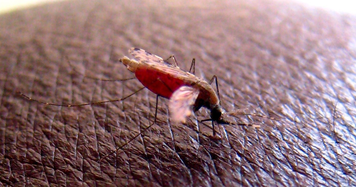 Otkrivena revolucionarna prekretnica u borbi s malarijom