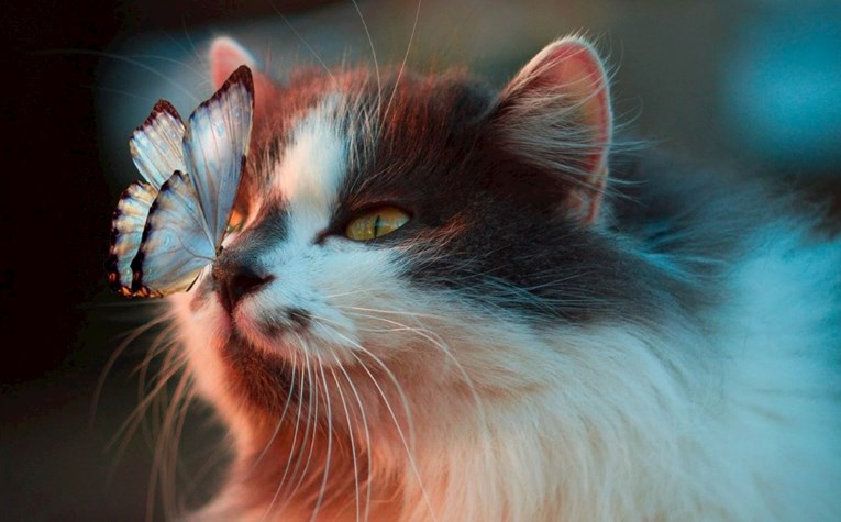 Ovih 10 mirisa mačke ne podnose, neki od njih redovno su na našem meniju
