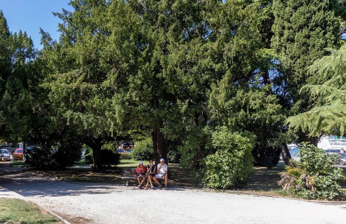 Možemo: U Puli se ruše desetljećima stara stabla da bi se gradio park