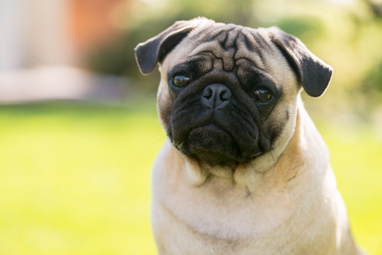 Njemački grad zaplijenio psa zbog dugova pa ga prodao na eBayu