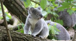 Znanstvenici otkrili kako koale piju vodu, zvuči pomalo nevjerojatno