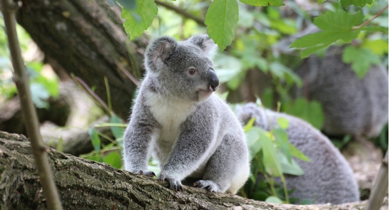 Znanstvenici otkrili kako koale piju vodu, zvuči pomalo nevjerojatno
