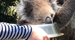 Koala odlučila vjerovati ljudima, sišla je s drveta i prihvatila njihovu pomoć