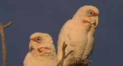 U Australiji deseci mrtvih kakadua, sumnja se na trovanje: "Izgleda kao horor"