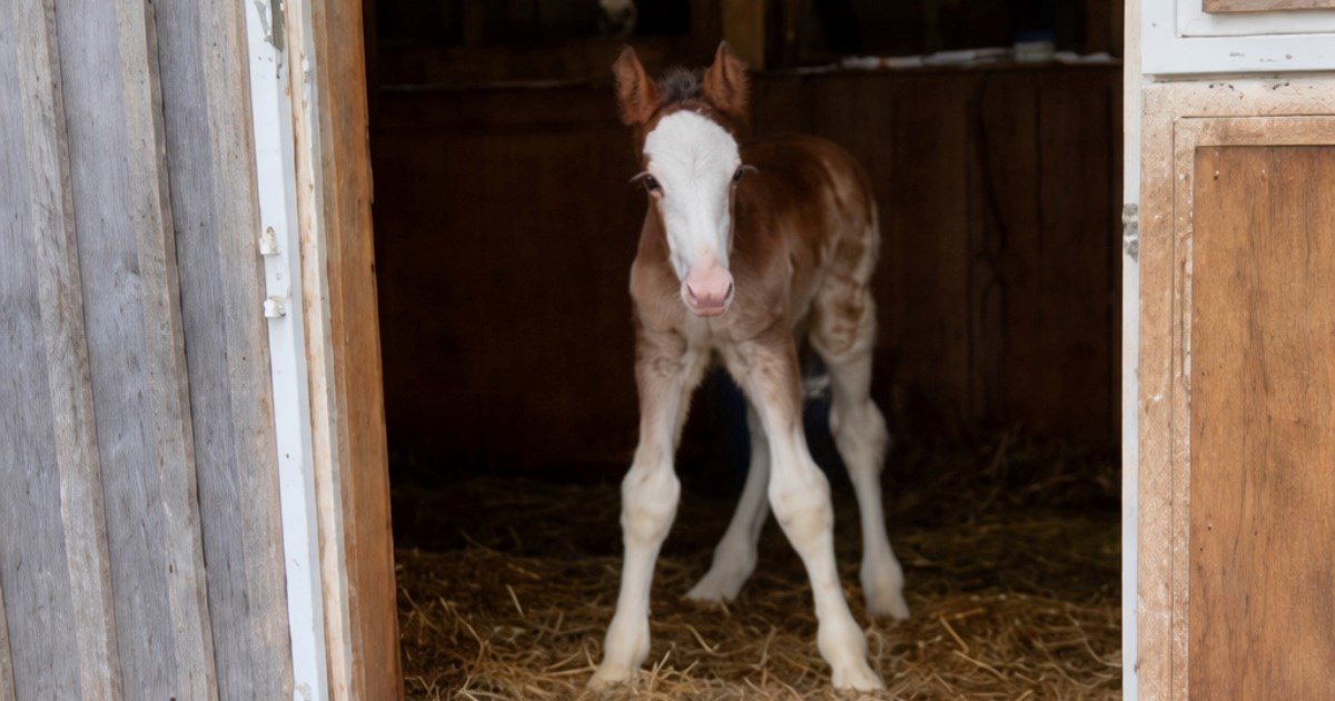 VIDEO Internet se raznježio nad ždrjebetom koje prvi put izlazi u svijet