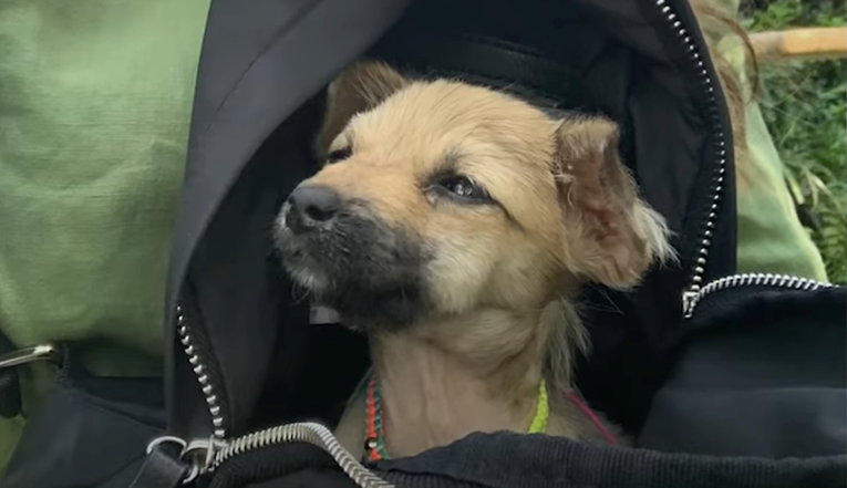 Otišla na putovanje na Bali, nije imala pojma da će joj štene promijeniti život