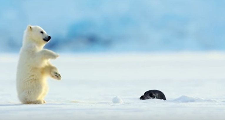 Tuljan izronio iz vode pa uplašio polarnog medvjedića, njegova reakcija je hit