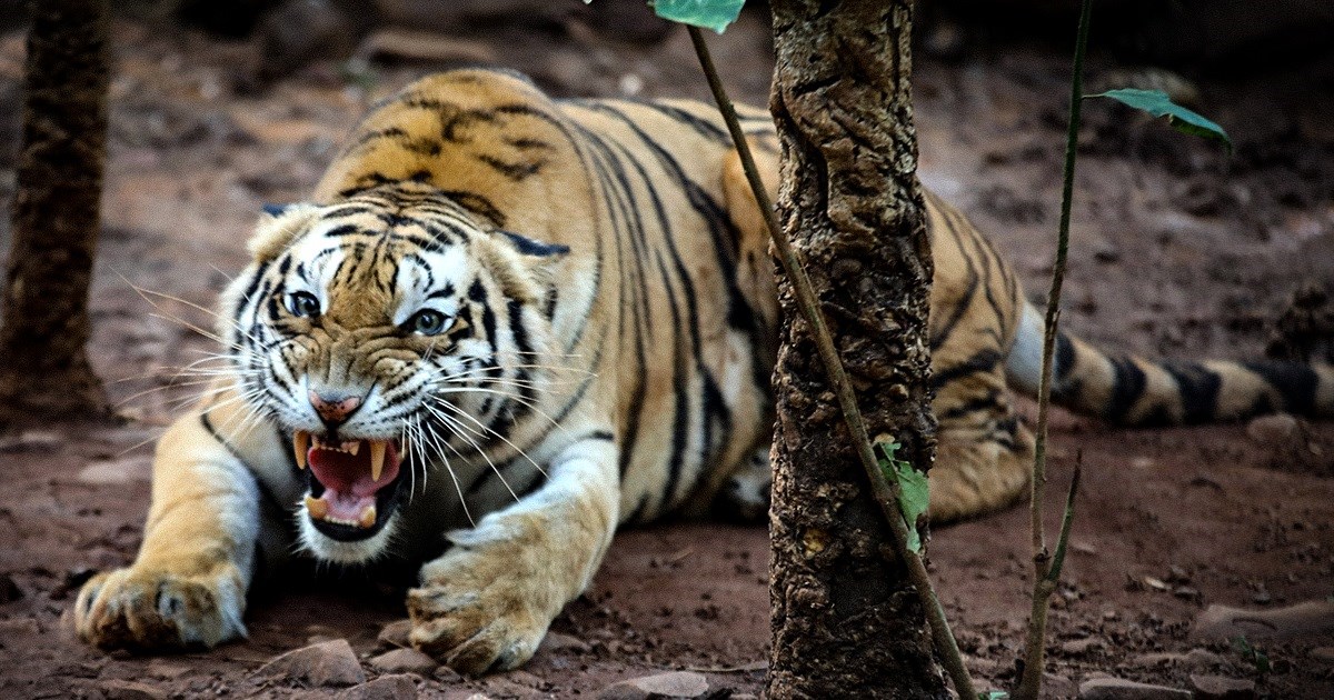 Tisuću Indijaca s mačetama brutalno ubilo i unakazilo ugroženog bengalskog tigra