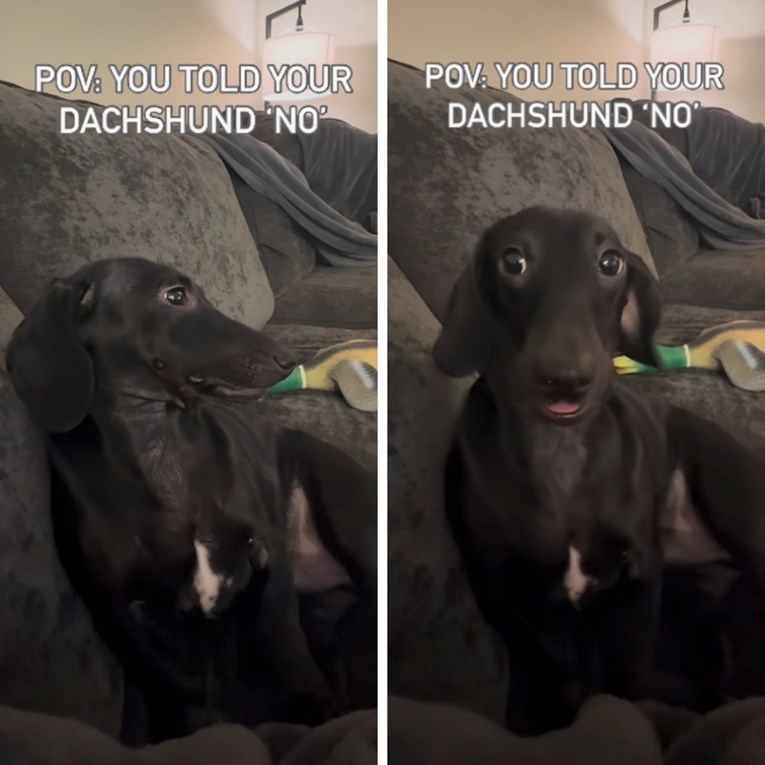 Vlasnica jazavčaru rekla "ne", njegova dramatična reakcija će vas nasmijati