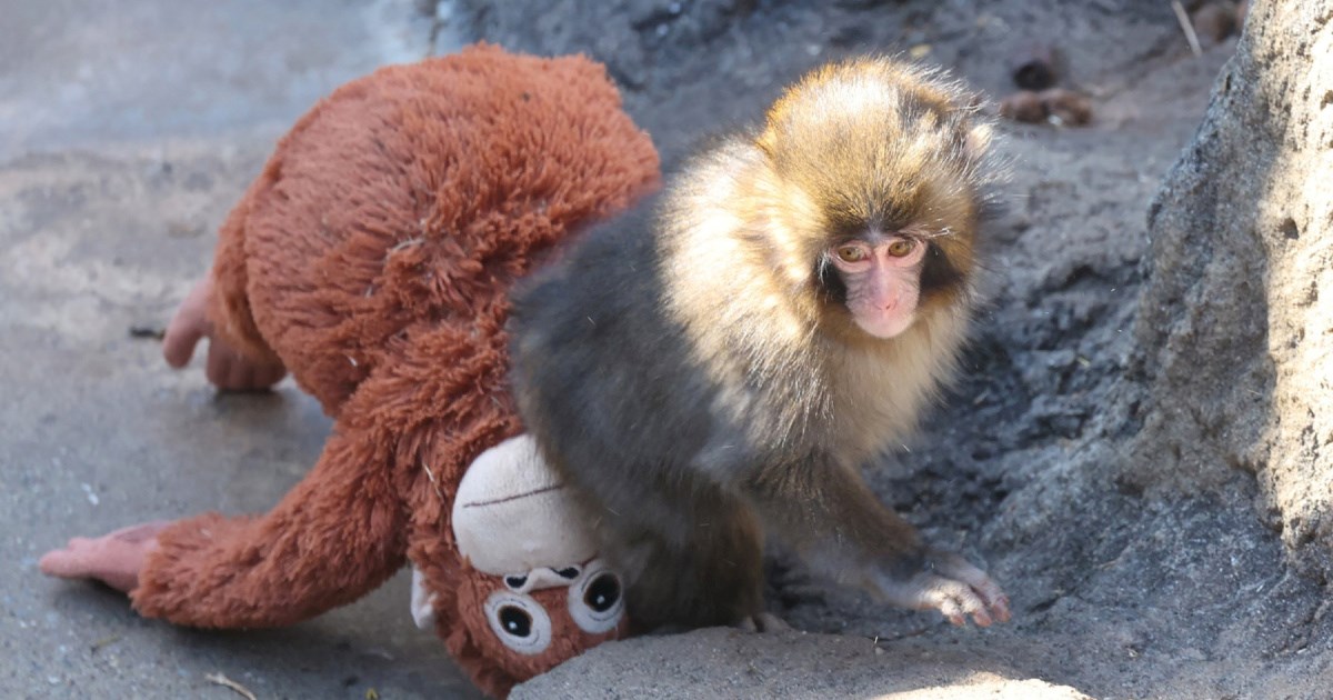 Bivši developer Fortnitea napravio igru o viralnom majmunu Punchu