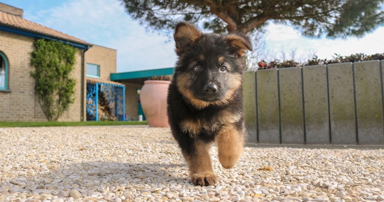 Veterinari nabrojali popularne pasmine pasa koje nikad ne bi imali