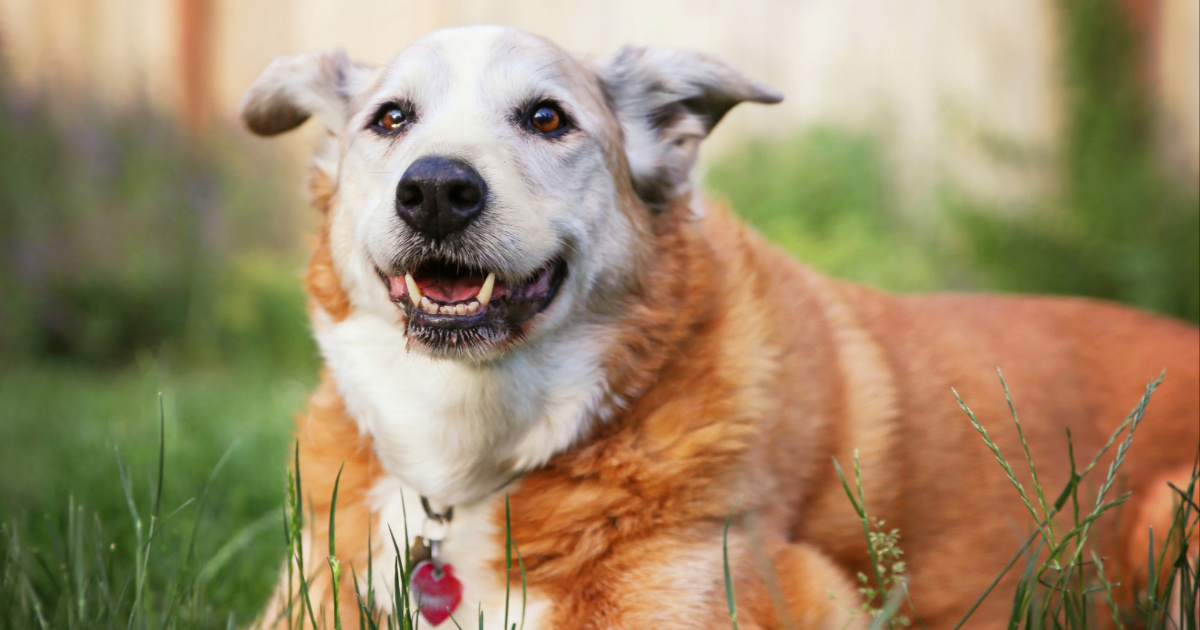 Najčešći zdravstveni problemi koji pogađaju starije pse