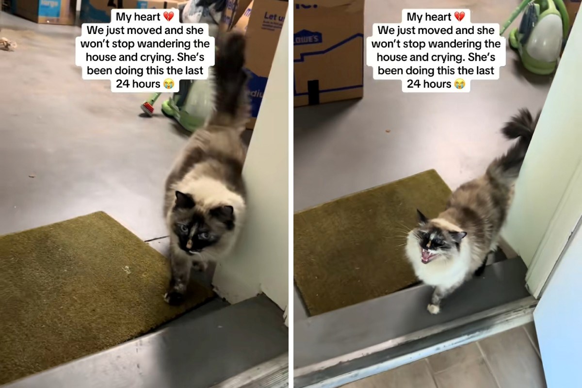 Mačka se preselila u novi dom, njezina reakcija slomila je srca gledatelja