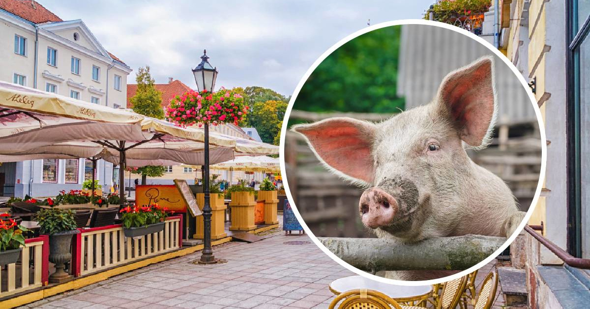 U Estoniji održano neobično natjecanje, sudionici imitirali - skvičanje svinja