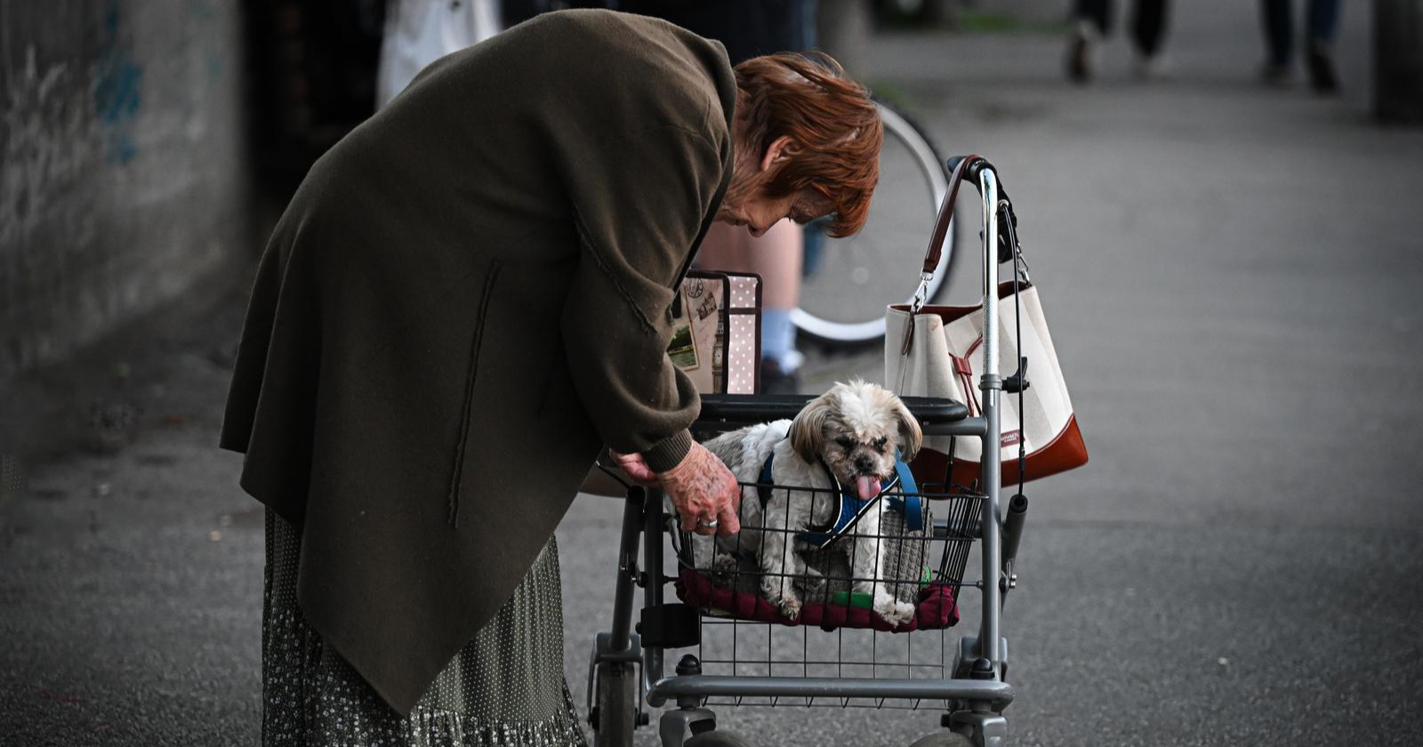 FOTO Dirljiv prizor iz Zagreba: Vlasnica je svog psa vozila u hodalici