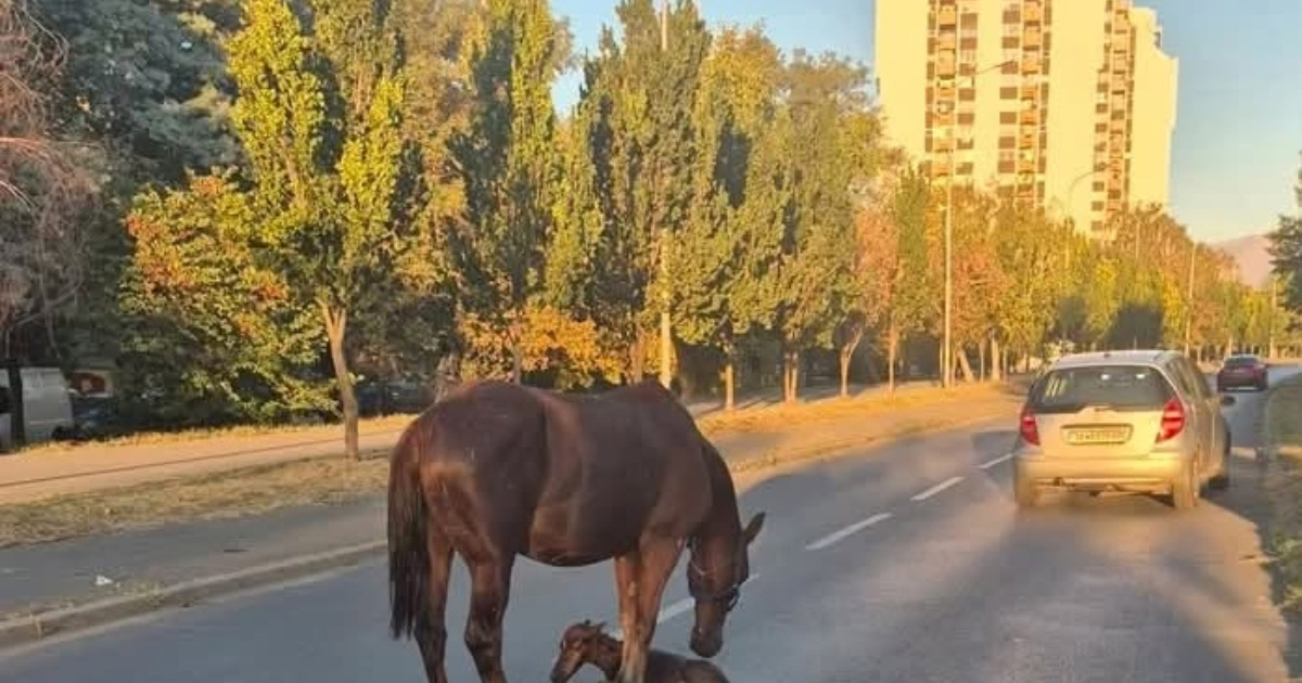 Kobila se oždrijebila na ulici u Skoplju, odmah pokrenuta akcija spašavanja