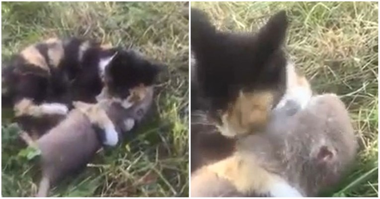 VIDEO Vlasnik nabavio mačku da se riješi štakora, ona se sprijateljila s glodavcem