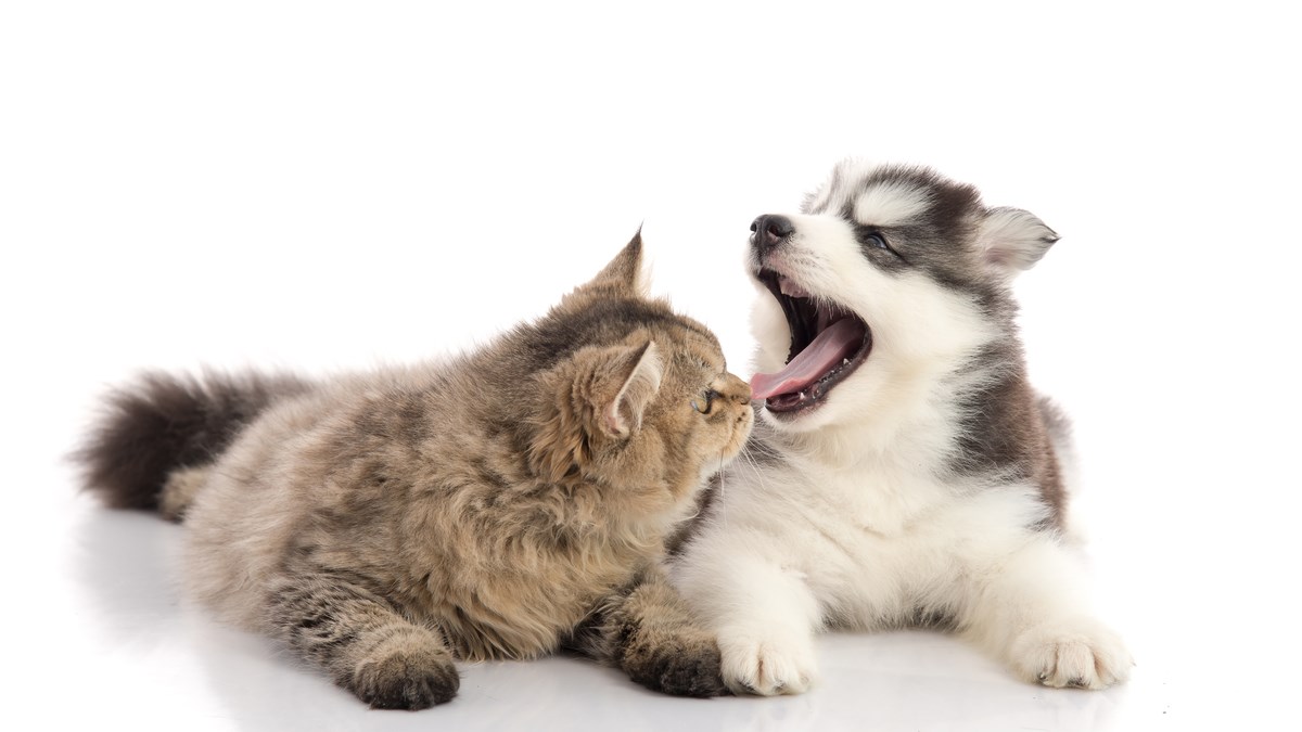 Ovi ljubimci uljepšat će vam dan i dobro vas nasmijati