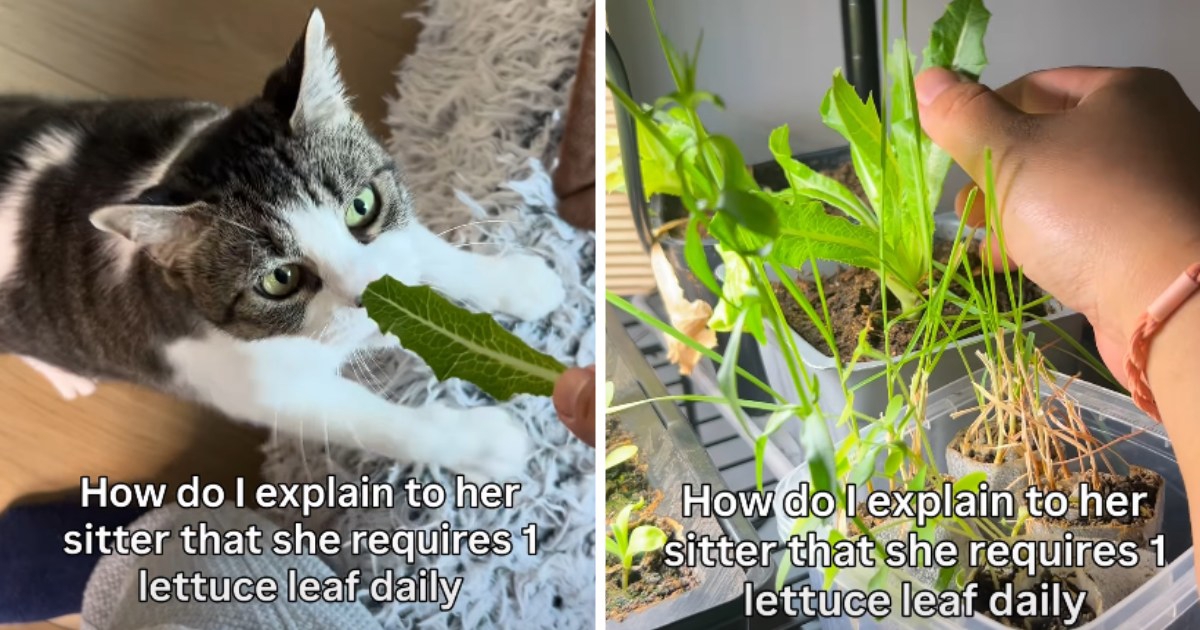 Mačka koja obožava salatu postala je viralni hit