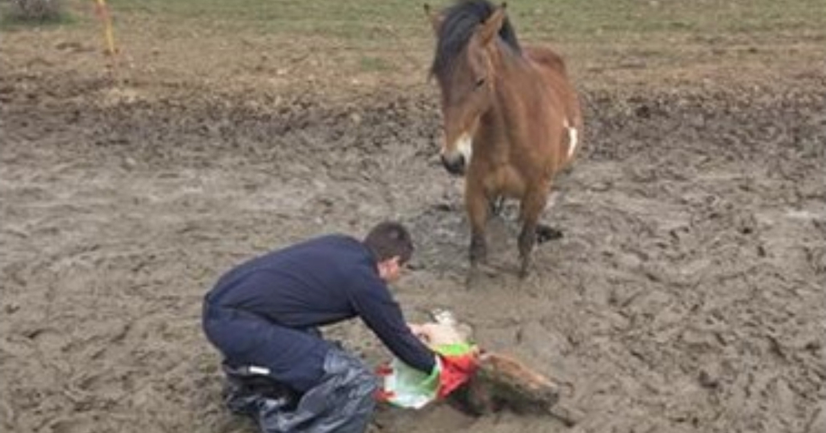 Lički policajci spasili ždrijebe zaglavljeno u blatu